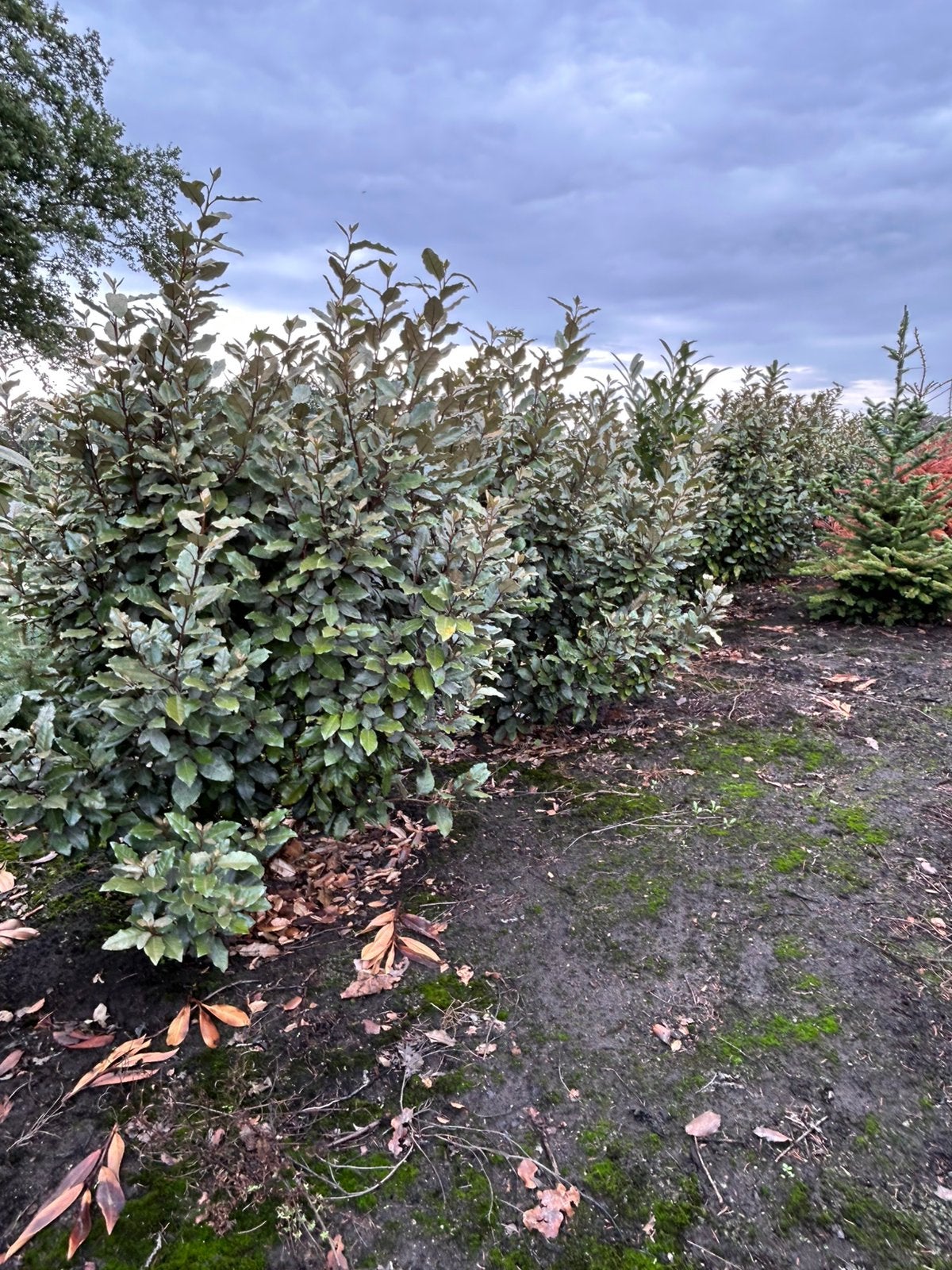 Eleagnus te koop haagplant, Ophalen