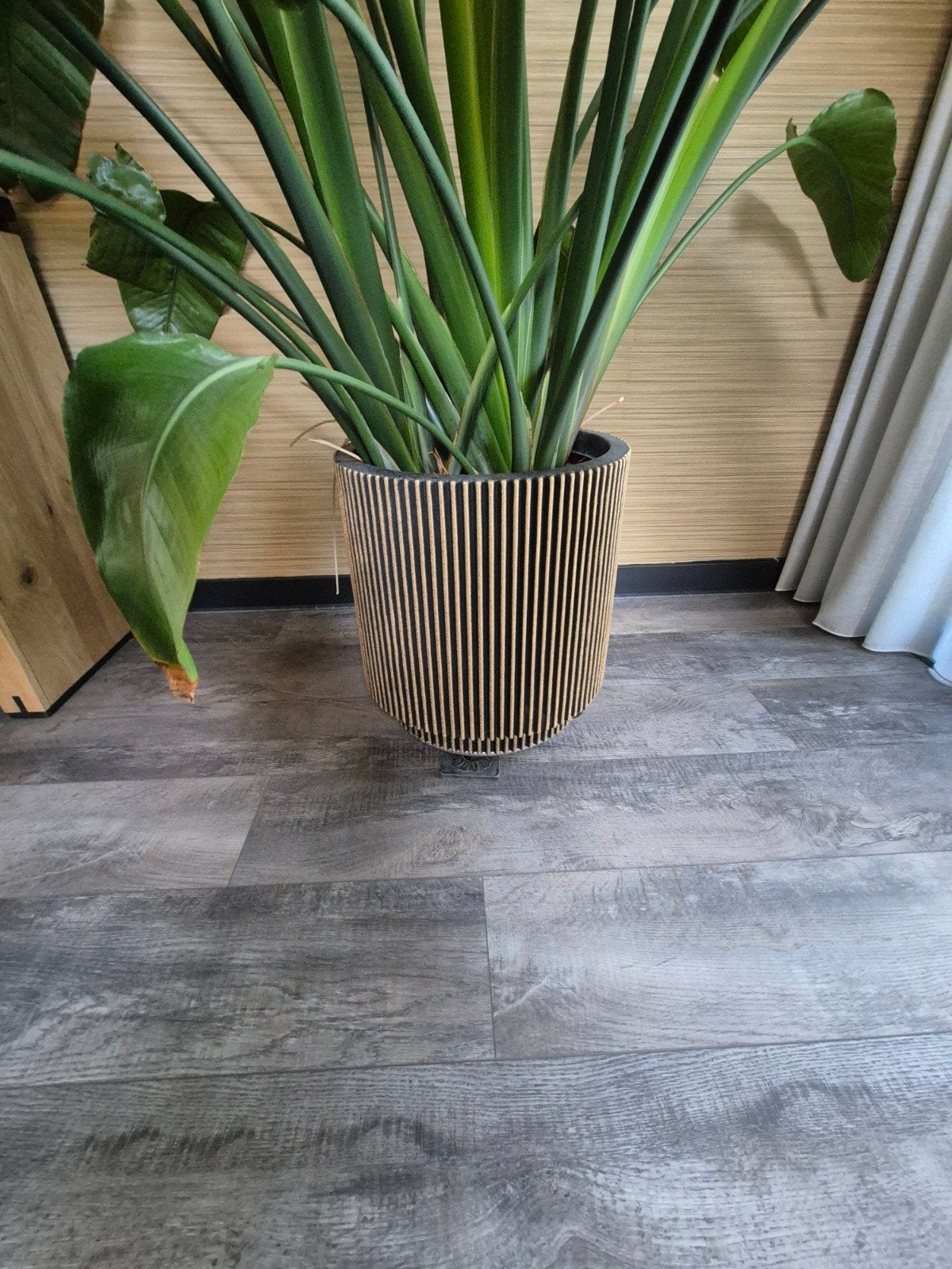 Grote Strelitzia Nicolai incl. pot (ca. 2.25m hoog), Ophalen, Halfschaduw, 200 cm of meer