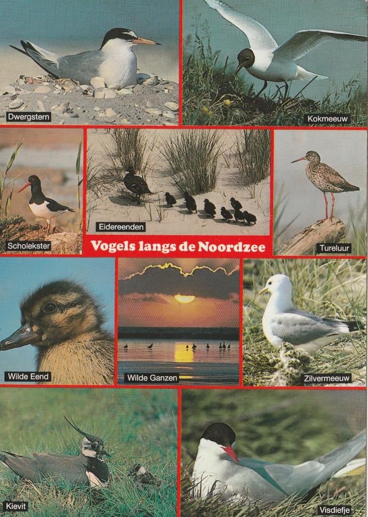 NOORDZEE Stern Scholekster Kievit Meeuw Tureluur Visdiefje, Verzamelen, Verzenden, 1980 tot heden, Gelopen, Zuid-Holland