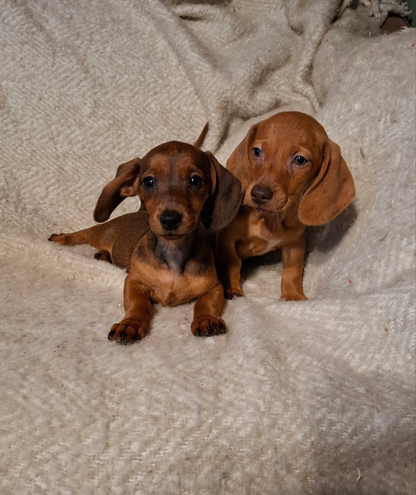 Lieve dwergteckel korthaar pups zoeken een gouden mandje! ️, Dieren en Toebehoren, 8 tot 15 weken, Korthaar, Dwerg, Meerdere