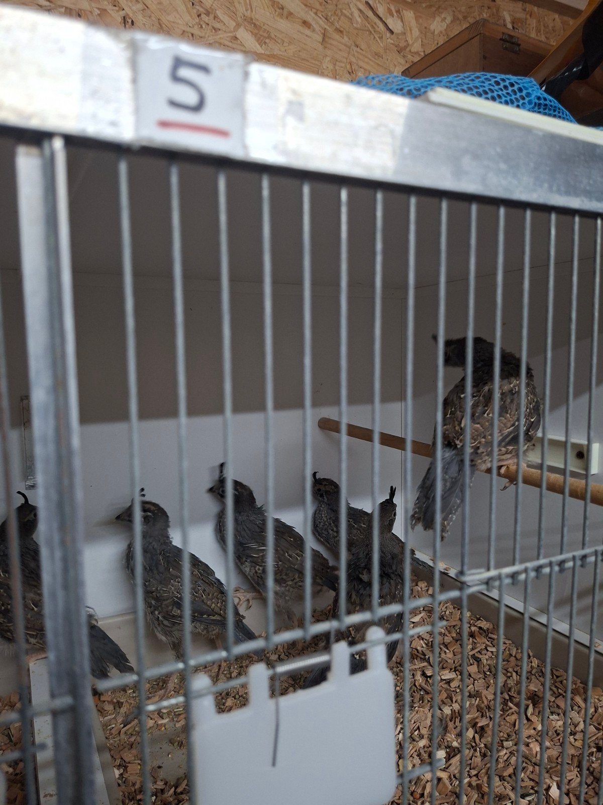 Californische kuif kwartel,s, Dieren en Toebehoren, Ophalen of Verzenden, Hout, Vogelkooi