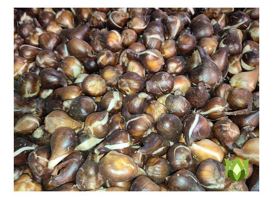 100 Tulpenbollen €15,-, Ophalen of Verzenden, Najaar, Volle zon, Bloembol