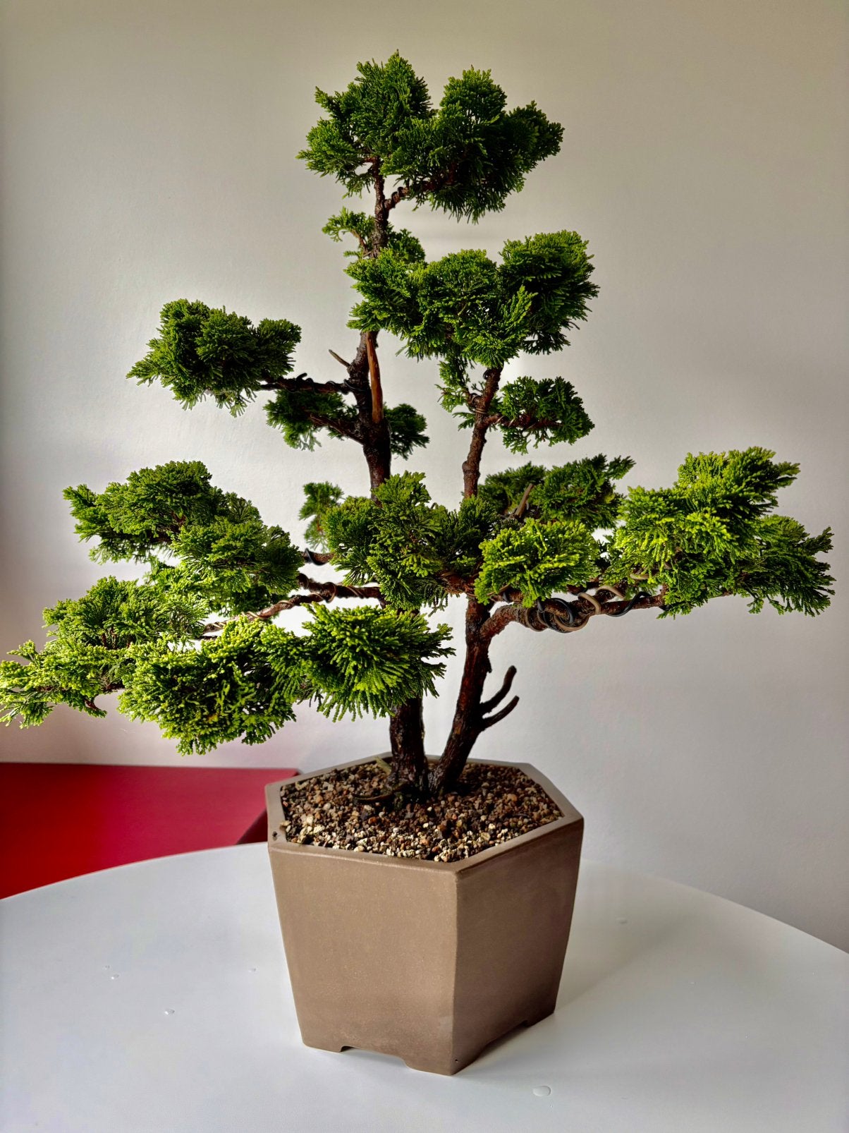 Prachtige dwergcypres bonsai, Bloeit niet, Minder dan 100 cm, Volle zon, In pot
