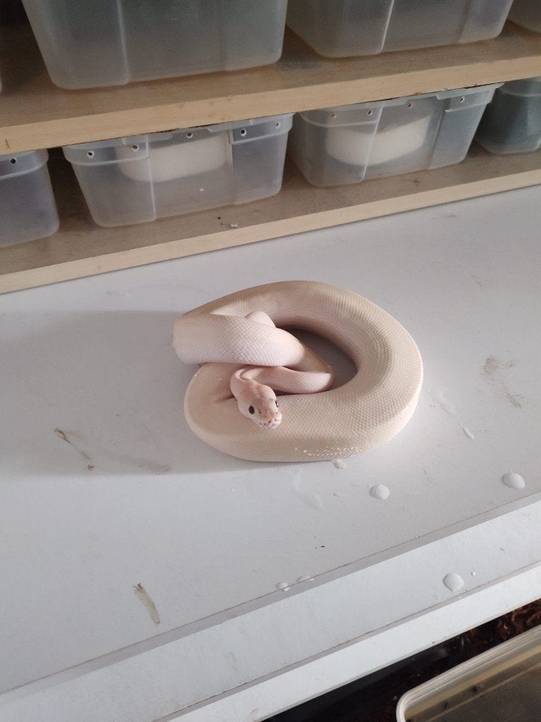 Collectie Koningspythons, Ball Python, Python Regius Ball Python photo 5