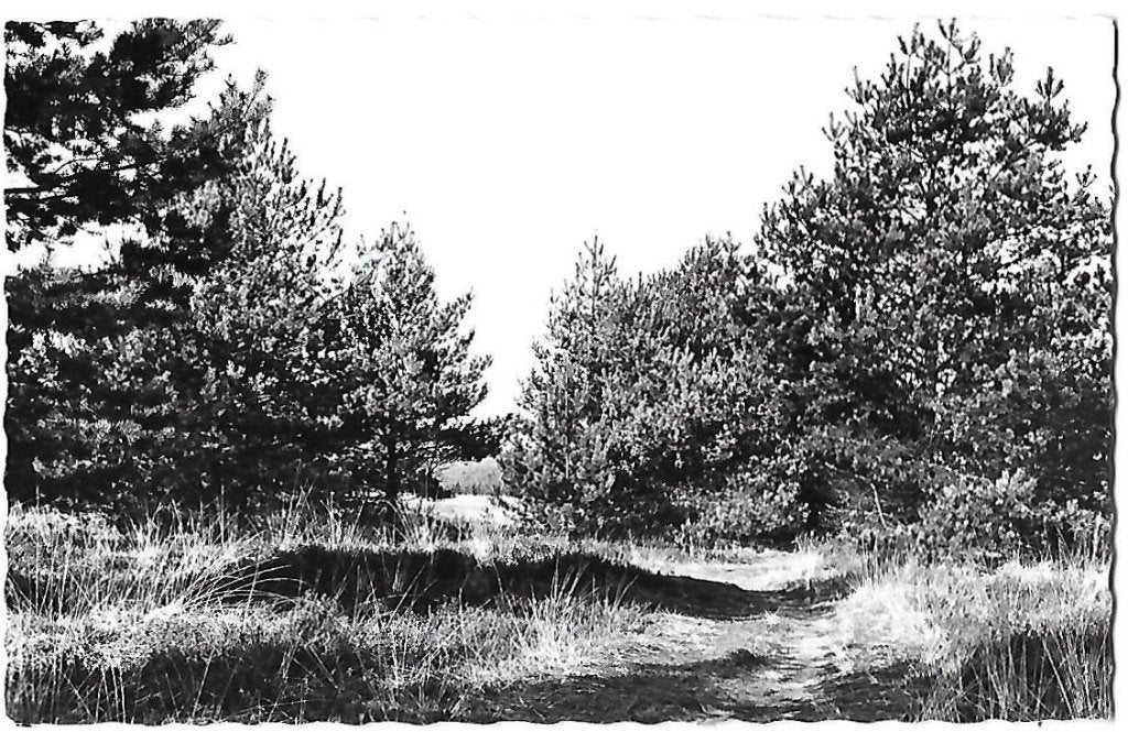 Kalmthout in het bos Oude Ongelopen Ansichtkaart ( 8737 ), Ophalen of Verzenden, 1960 tot 1980, Gelopen