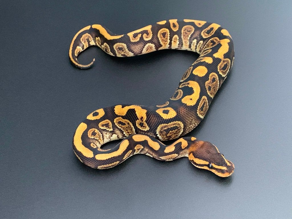 0.1 gravel wookie het hypo python regius Ball Python photo 3