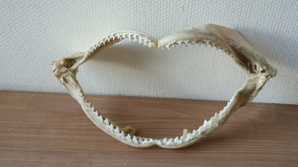 Taxidermie haai kaak, Ophalen of Verzenden, Gebruikt, Wild dier, Schedel