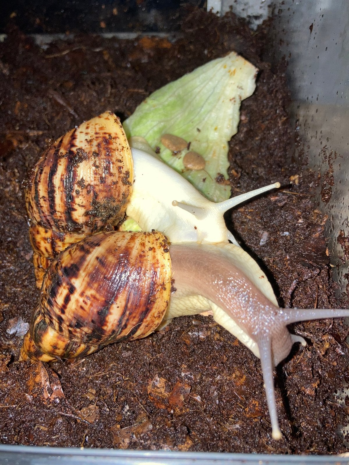 4 afrikaanse reuzenslakken in terrarium, Dieren en Toebehoren, Reptielen en Amfibieën, Amfibie, 0 tot 2 jaar