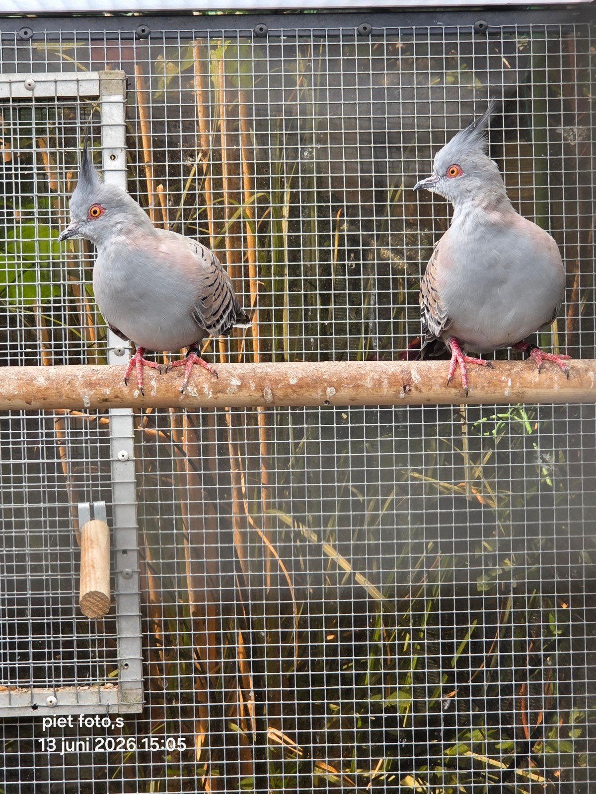 2 jonge kuifduiven 2026, Dieren en Toebehoren, Vogels | Duiven, Meerdere dieren, Overige soorten