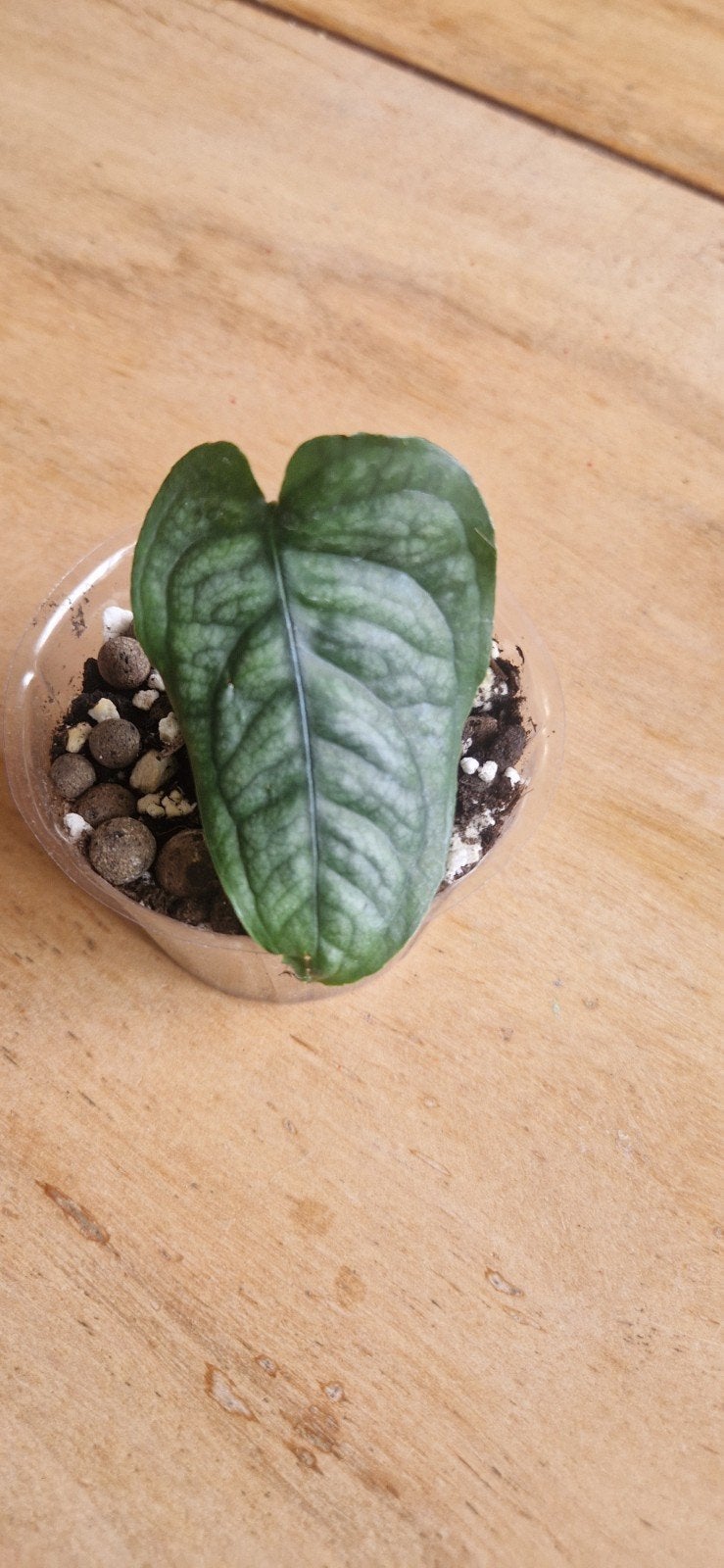 Monstera Siltepecana stekken, Huis en Inrichting, Ophalen of Verzenden, Halfschaduw, Minder dan 100 cm