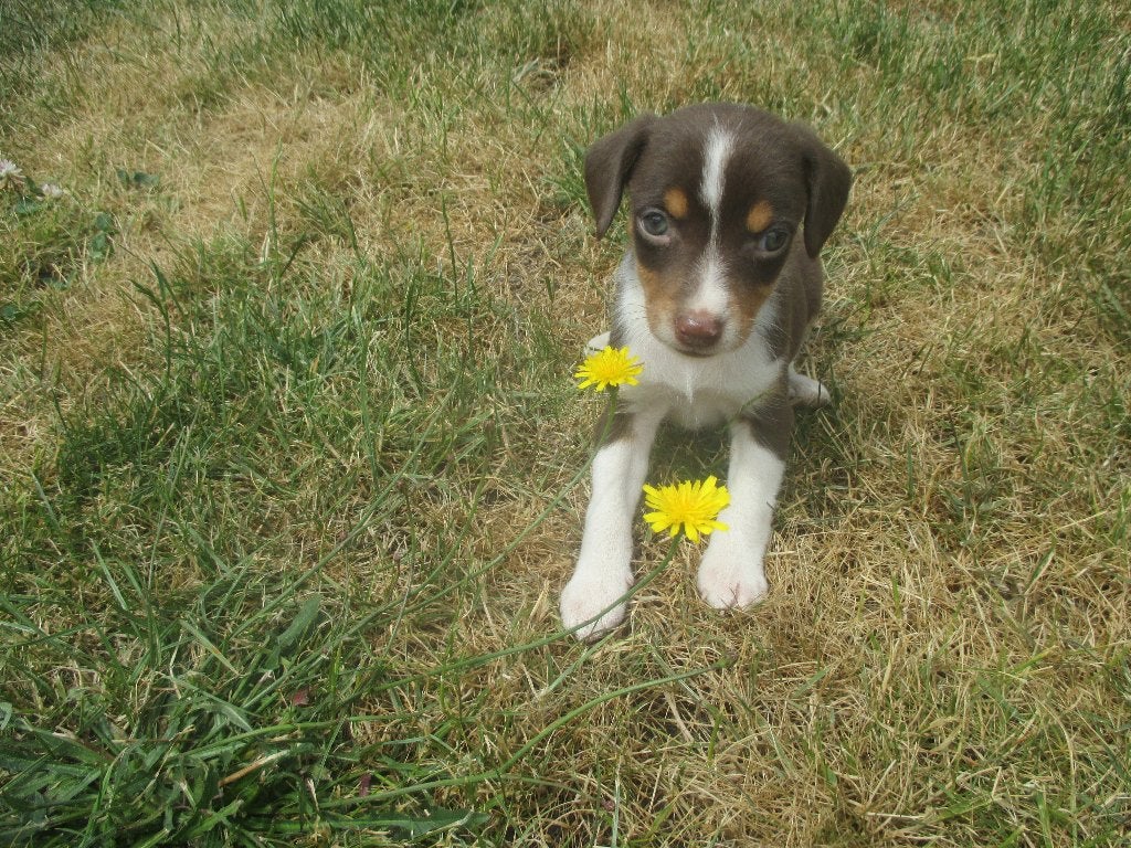 Mooie chocoladebruine boerenfox pups, Dieren en Toebehoren, Honden | Niet-rashonden, Parvo, 8 tot 15 weken, Meerdere, Meerdere dieren