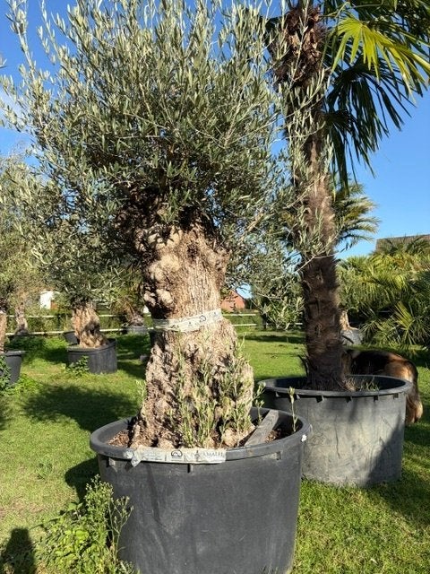 Olijfboom met robuuste stam sfeervol op terras NR:BA-46, Ophalen of Verzenden, 100 tot 250 cm, Olijfboom, Zomer