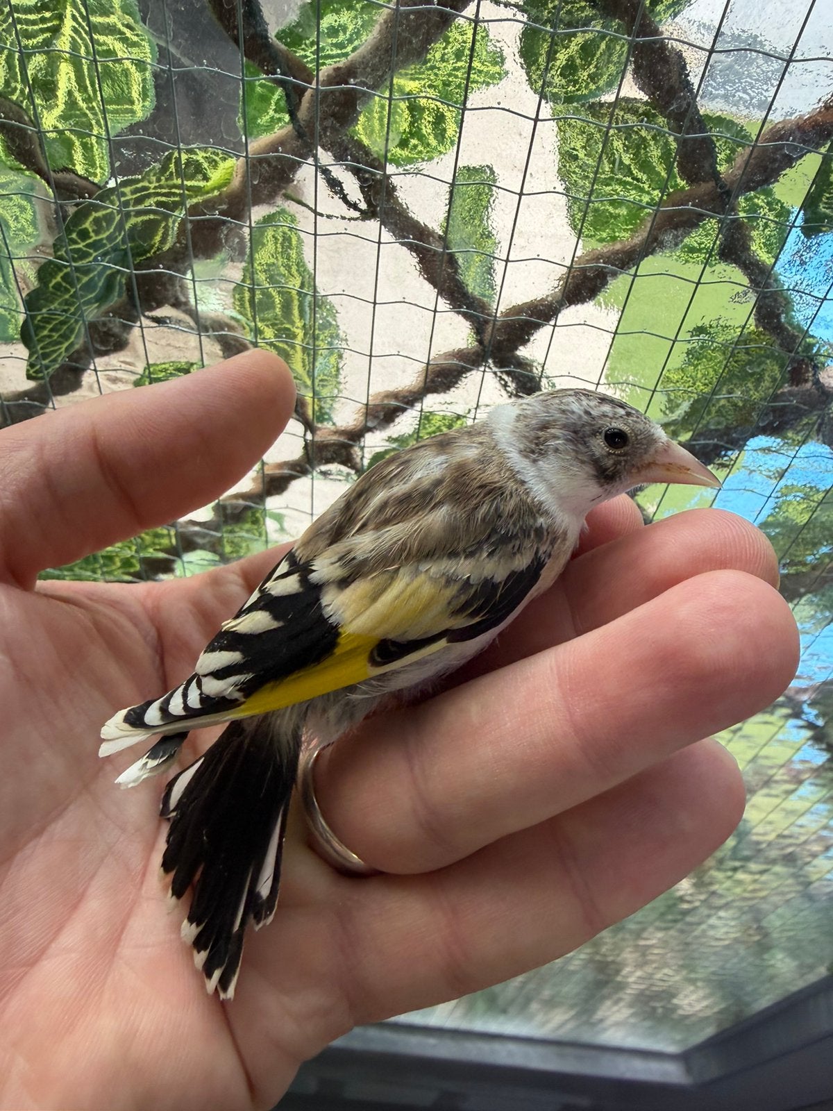 Parva putters, Meerdere dieren, Wildzangvogel, Geringd