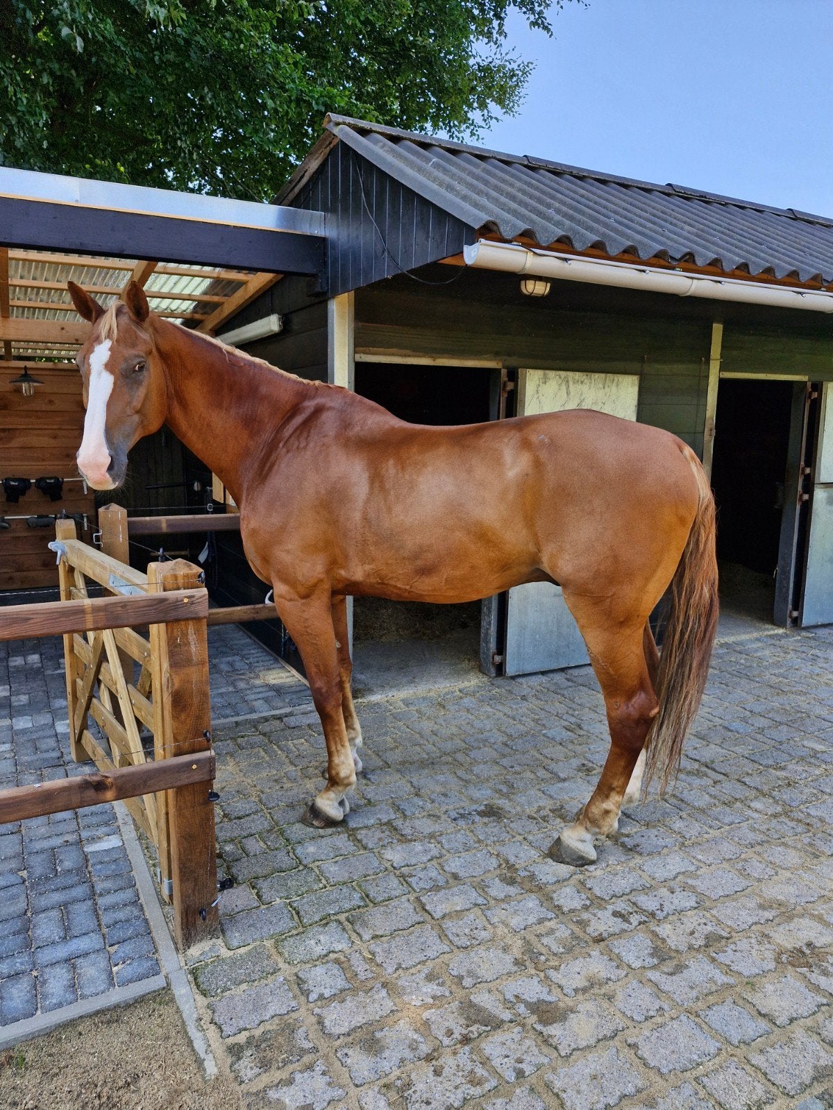 super braaf recreatie paard, Ruin, 175 cm of meer, Recreatiepaard, 11 jaar of ouder