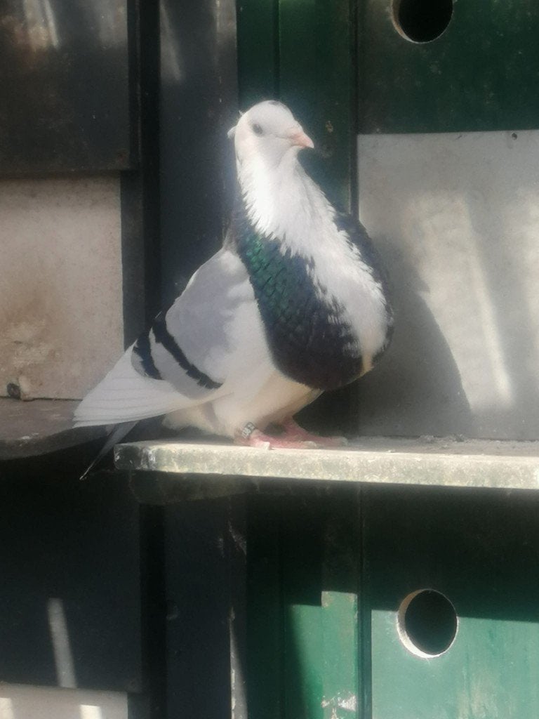 blauwpuit duif, Vrouwelijk, Kropper