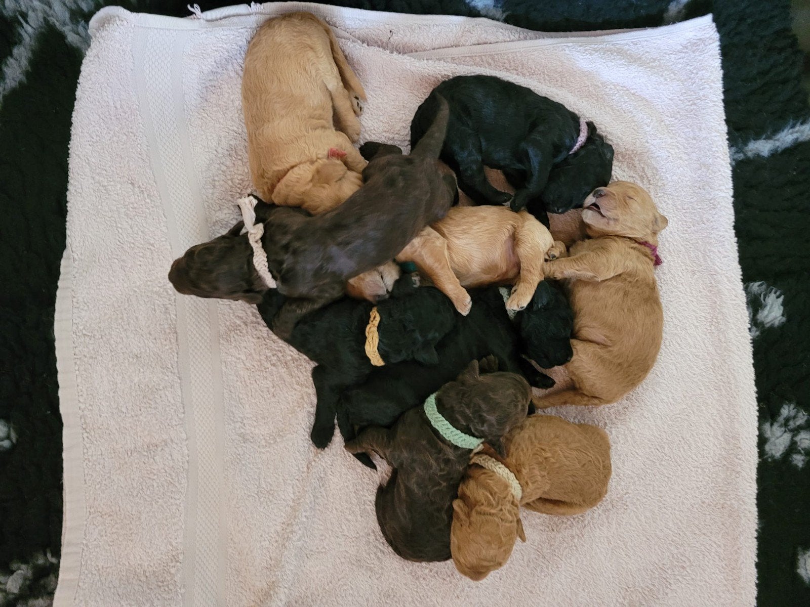 prachtige labradoodle pups . medium, 8 tot 15 weken, Parvo, Meerdere, Meerdere dieren