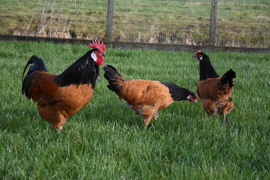 Vorwerk groot | Sierlijke kippen | Jonge kippen, Dieren en Toebehoren, Meerdere dieren, Kip