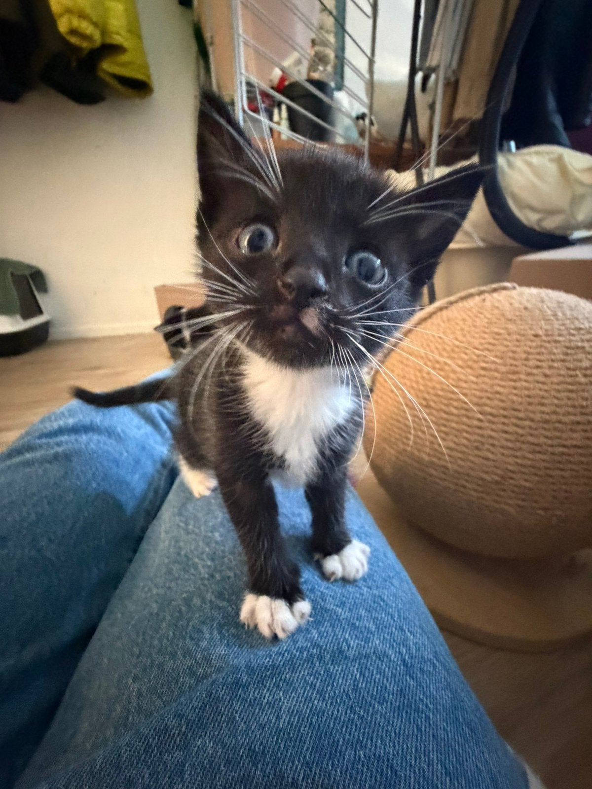 4 kittens te koop!, Meerdere dieren