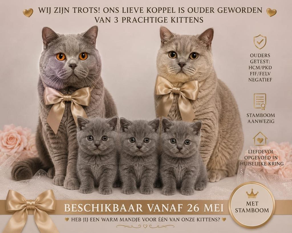 Ontzettend lieve Britse korthaar kittens met stamboom, Dieren en Toebehoren, Katten en Kittens | Raskatten | Korthaar, Meerdere dieren