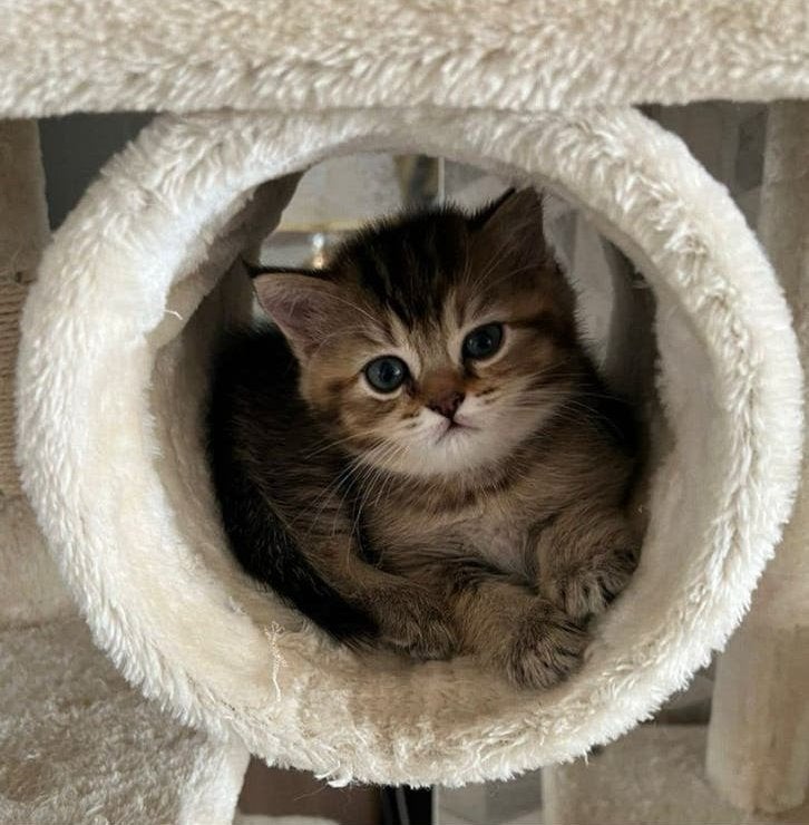 Britse poesjes te koop!, Dieren en Toebehoren, 0 tot 2 jaar
