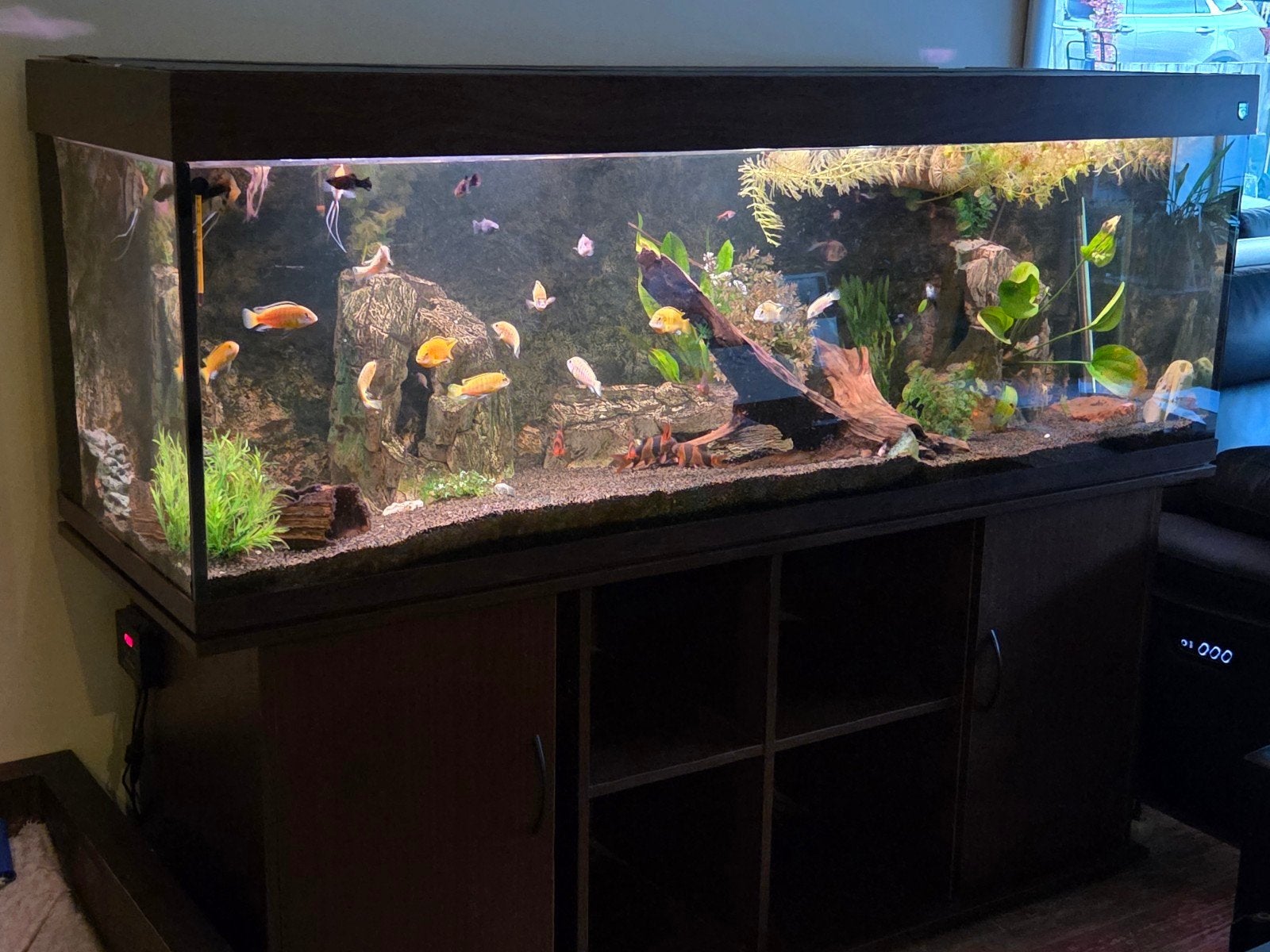 te koop compleet aquarium, met kreeft en veel vissen !!!, Ophalen, Gebruikt, Gevuld zoetwateraquarium, Overige merken