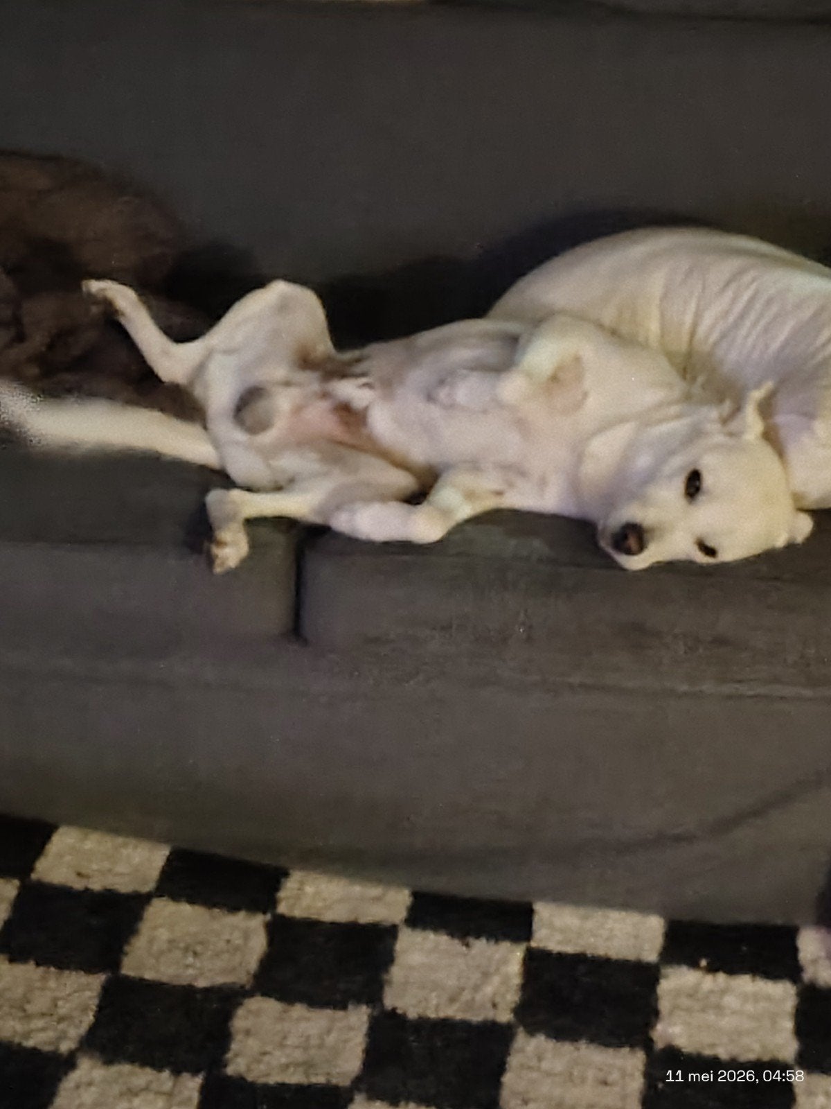 Charlie, Dieren en Toebehoren, Honden | Niet-rashonden, Reu, Eén hond, CDV (hondenziekte), 3 tot 5 jaar