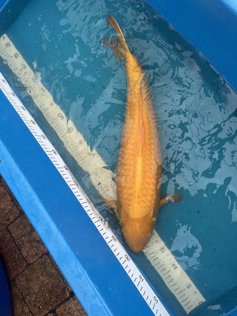 Jumbo KONISHI karashigoi Wagoi, Dieren en Toebehoren, Karper of Koi