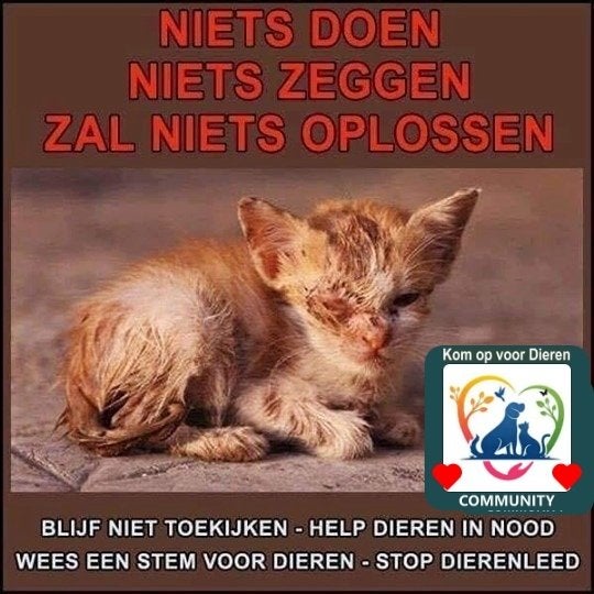 Geef (zwerf)katten een beter leven! Help ze!Het is hardnodig, Dieren en Toebehoren, Katten en Kittens | Overige Katten, Meerdere dieren