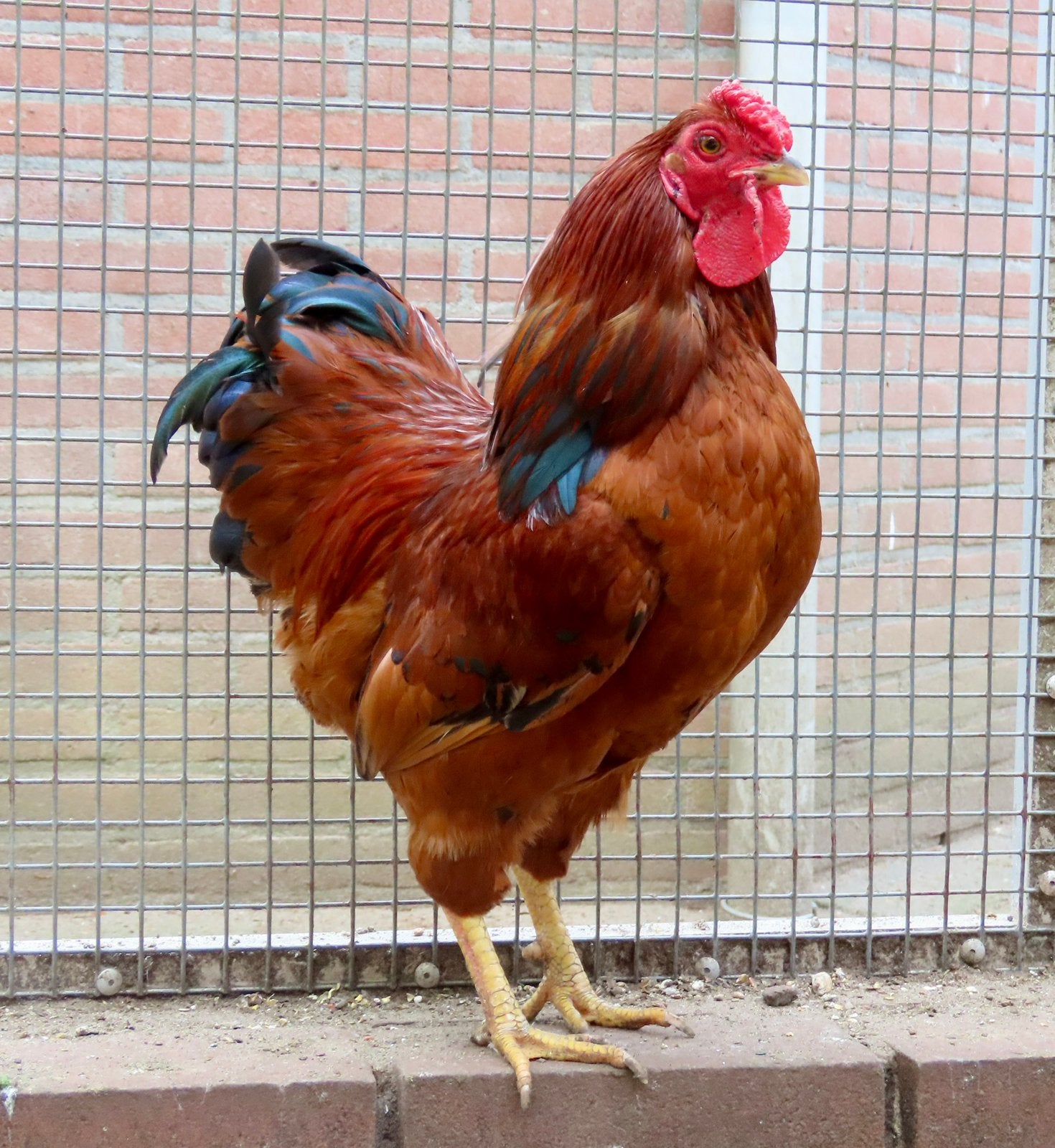 Chester, wyandotte haan, Mannelijk, Kip