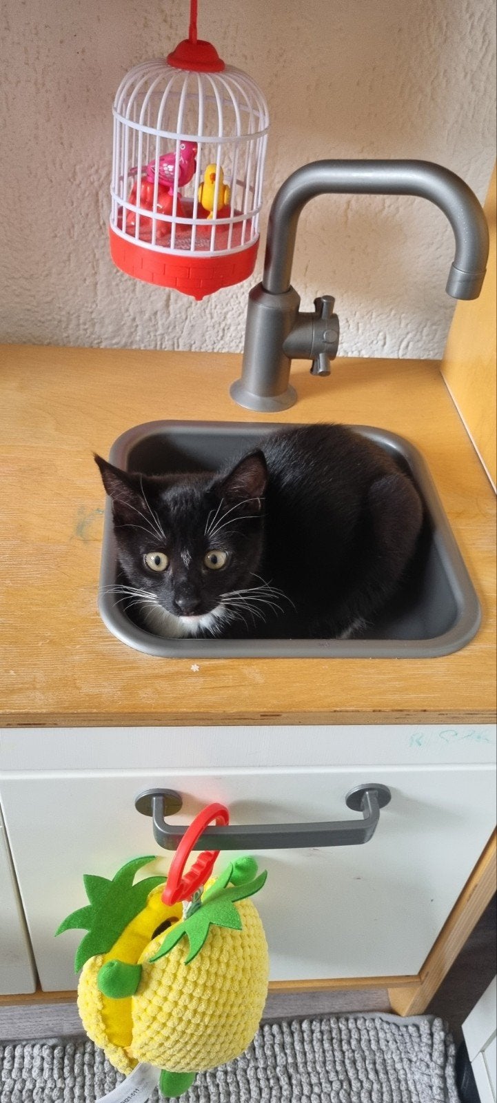 Bombay kruising kitten 3 maanden, Kater, Kortharig, 0 tot 2 jaar