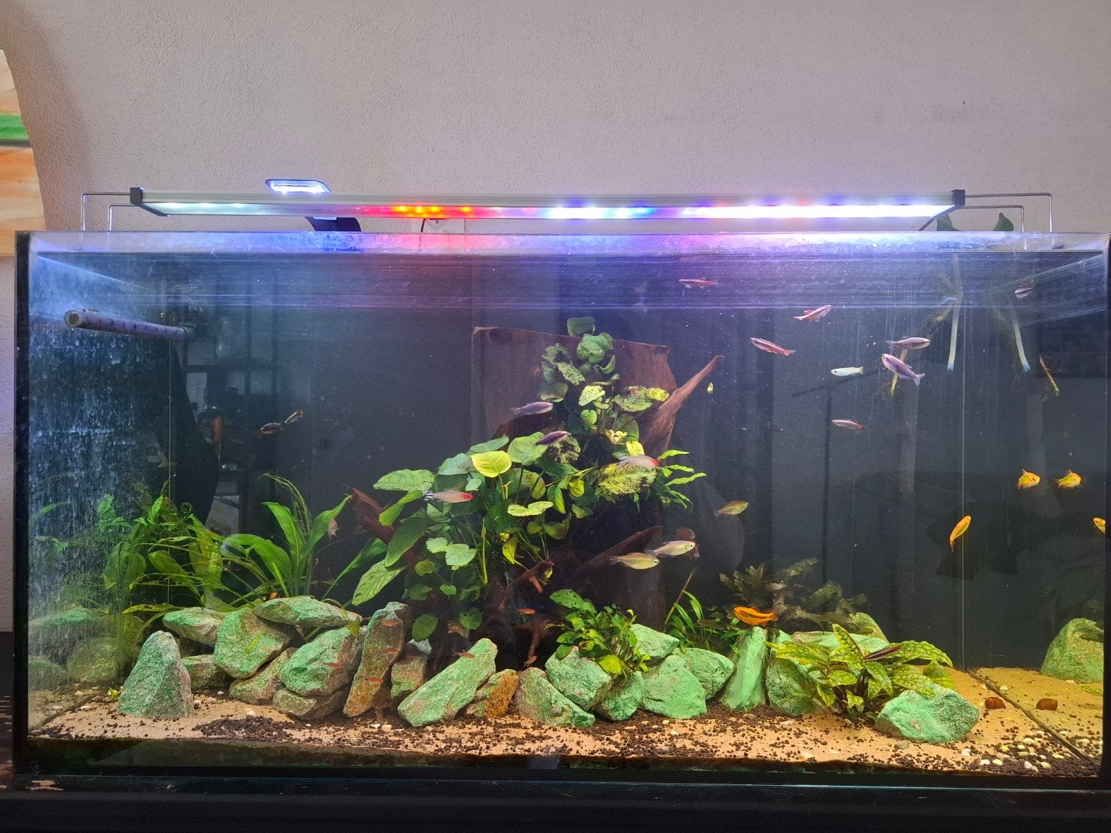 Compleet 200L aquarium, pomp en toebehoren, Ophalen, Gebruikt, Gevuld zoetwateraquarium