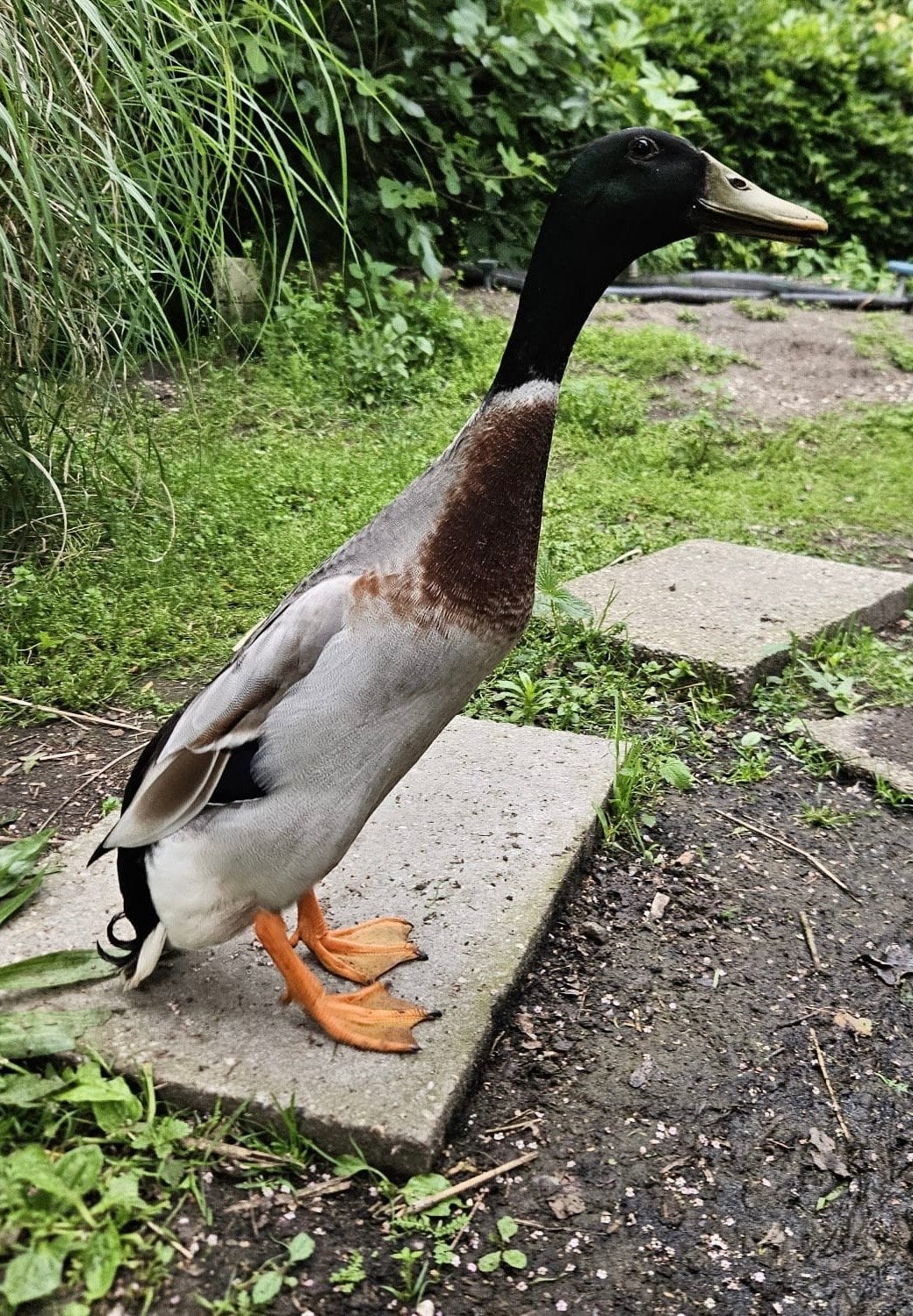 Indische Loopeend, woerd, Mannelijk