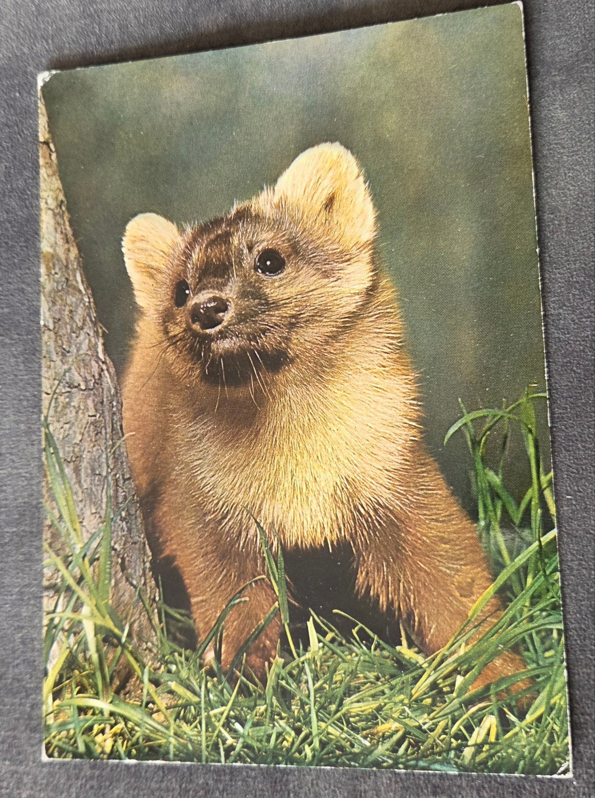 Jonge Boommarter in het Gras, Verzamelen, Ansichtkaarten | Dieren, Verzenden, 1960 tot 1980, Ongelopen, Wild dier