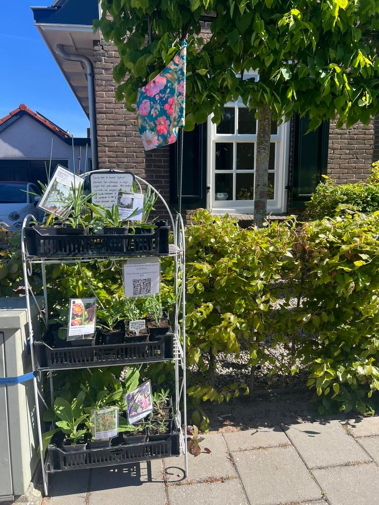 Plantjes te koop, zelf gezaaid, Tuin en Terras, Planten | Tuinplanten, Ophalen, Eenjarig, Overige soorten, Volle zon