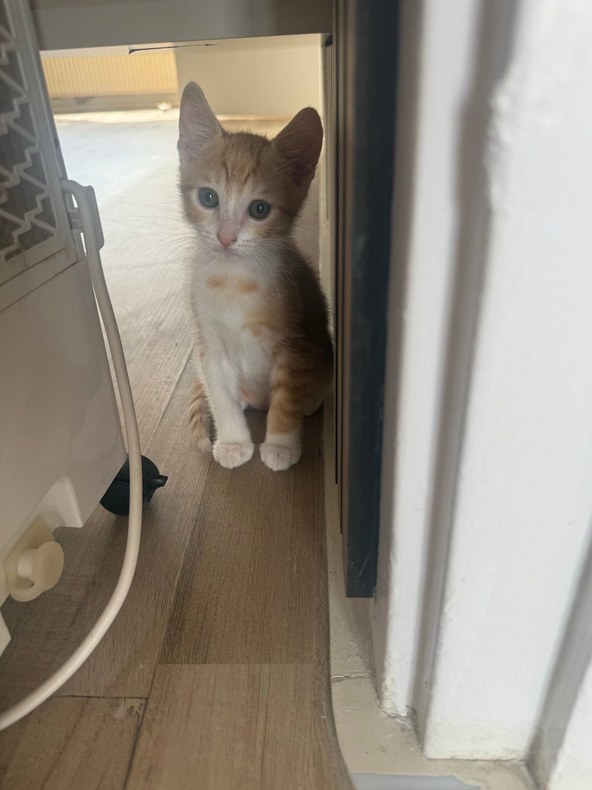 Rode kittens, Dieren en Toebehoren, Meerdere dieren, Kortharig, 0 tot 2 jaar