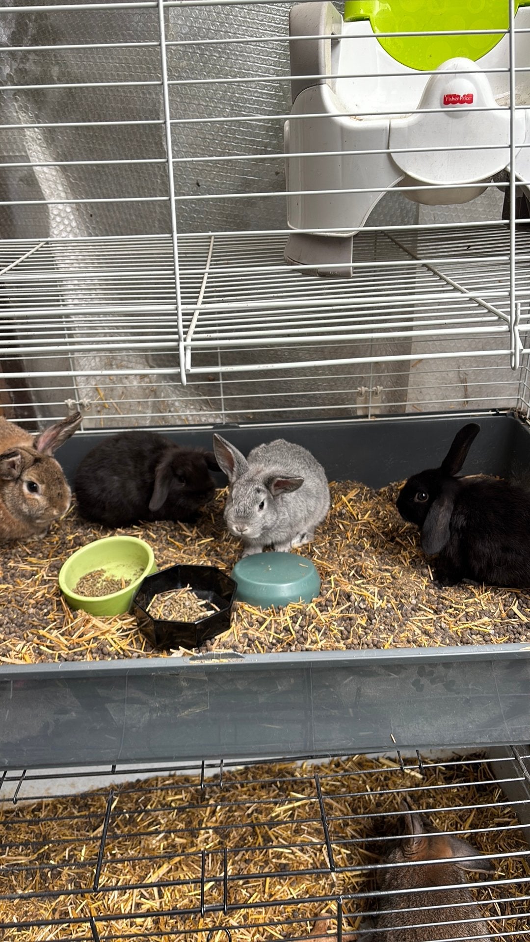 Rammetjes  beschikbaar, Dieren en Toebehoren, Konijnen, Klein, Mannelijk, 0 tot 2 jaar, Hangoor