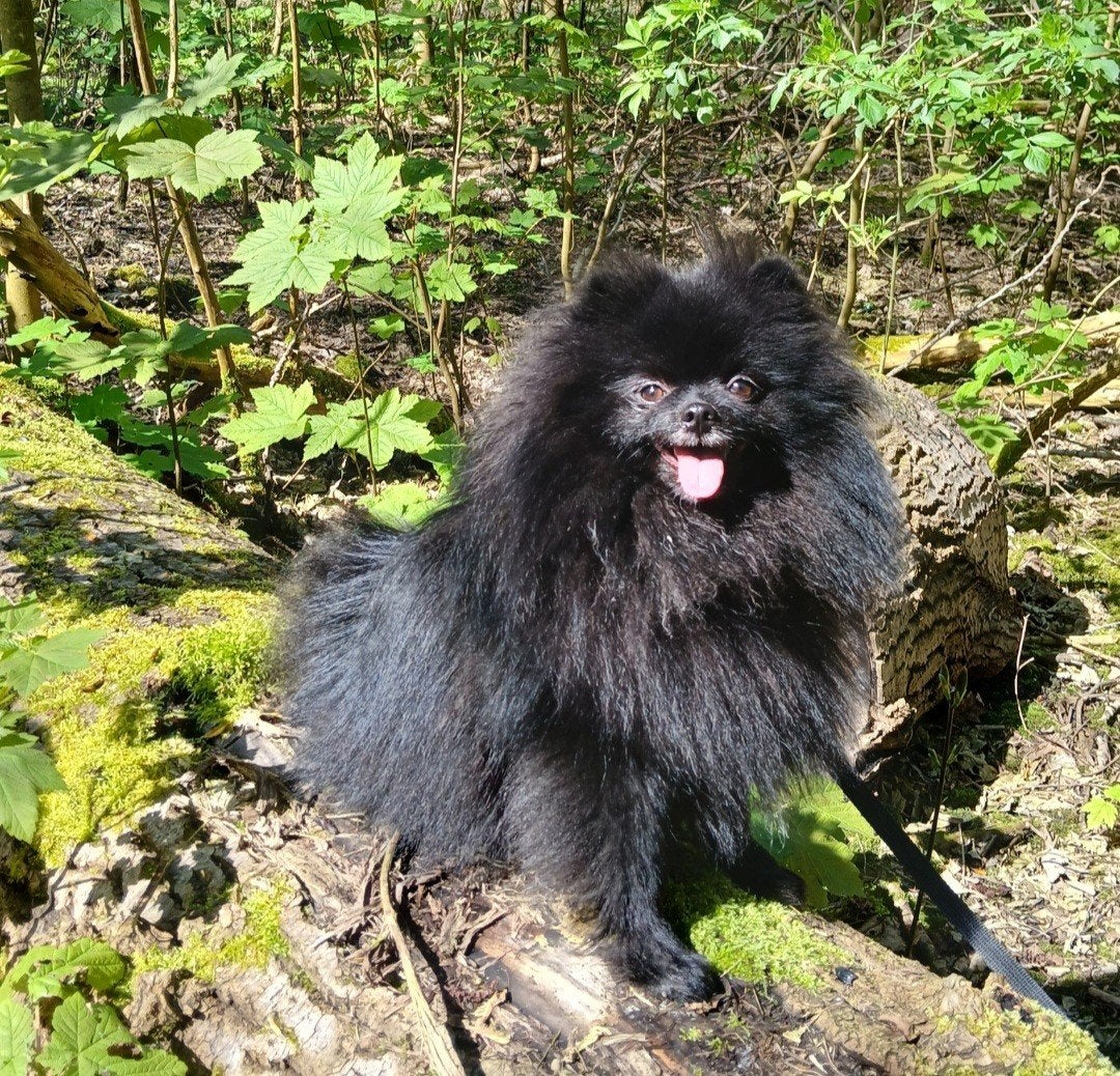 Pomeriaan Dwergkees reu 3 jaar gecastreerd, Dieren en Toebehoren, Honden | Poolhonden, Keeshonden en Oertypen, Keeshond, Reu, Eén hond