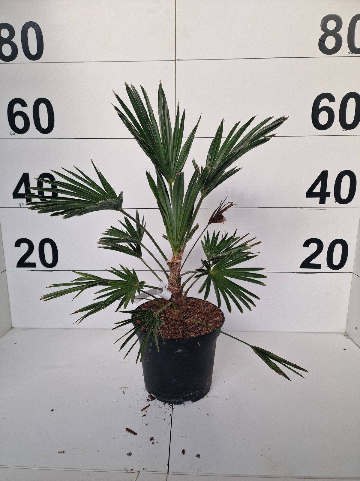 Trachycarpus Wagerianus - Winterharde Palmboom, Ophalen of Verzenden