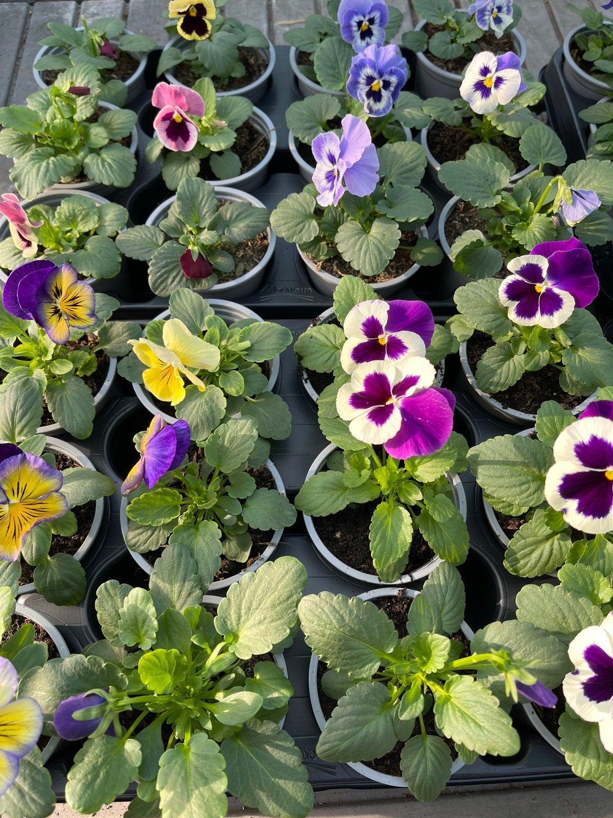 Grootbloemige Violen (Winterhard) 12 voor €5, Tweejarig, Halfschaduw, Lente, Ophalen