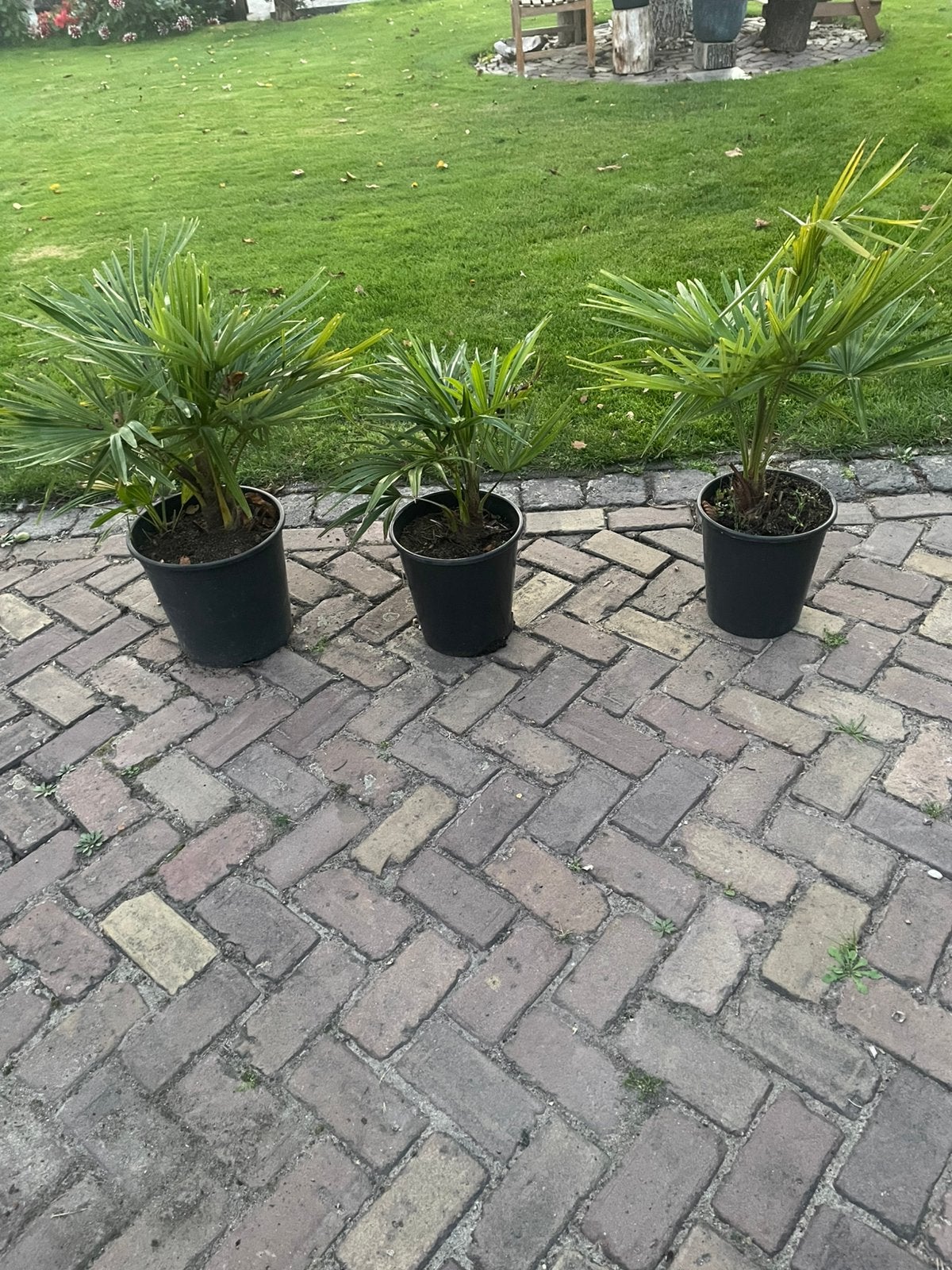 Trachycarpus fortunei palmbomen, Tuin en Terras, Ophalen, Overige soorten, Volle zon