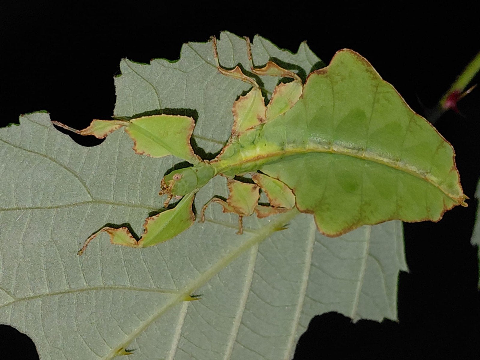 Reuze wandelend blad nimfen Phyllium Giganteum, Dieren en Toebehoren, Wandelende tak