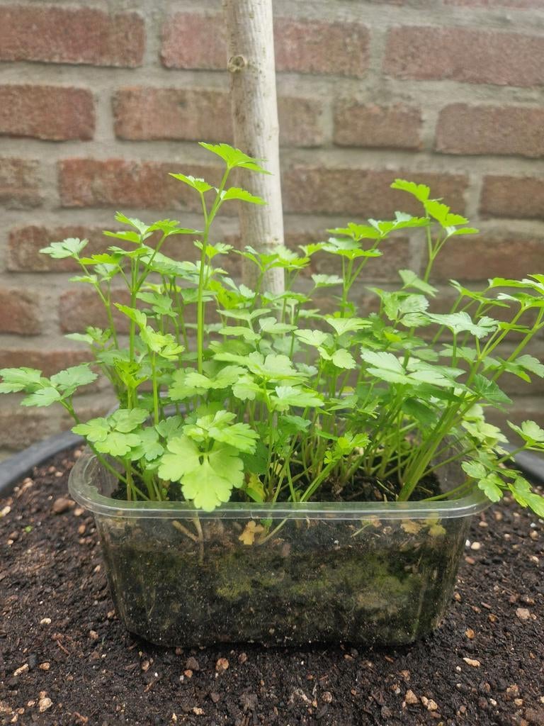 Platte peterselie zaadjes, Ophalen of Verzenden, Voorjaar, Halfschaduw, Zaad