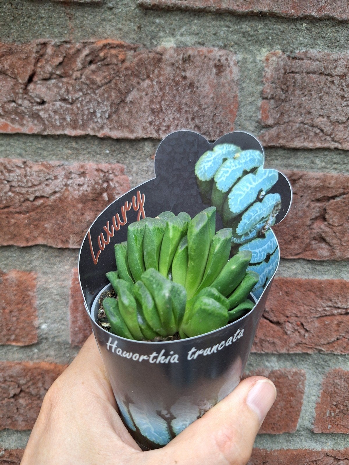 haworthia truncata, Ophalen of Verzenden, Halfschaduw, Minder dan 100 cm