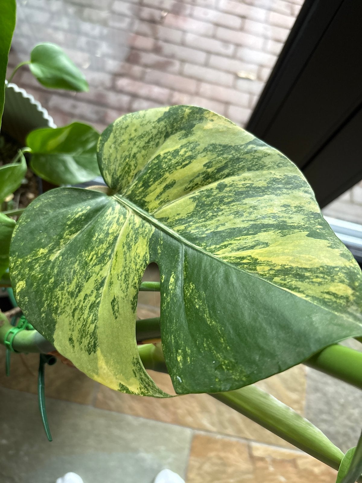 Monstera Deliciosa Variegata - Zeldzame Kamerplant, Vaste plant, Bloeit niet, Halfschaduw, Ophalen