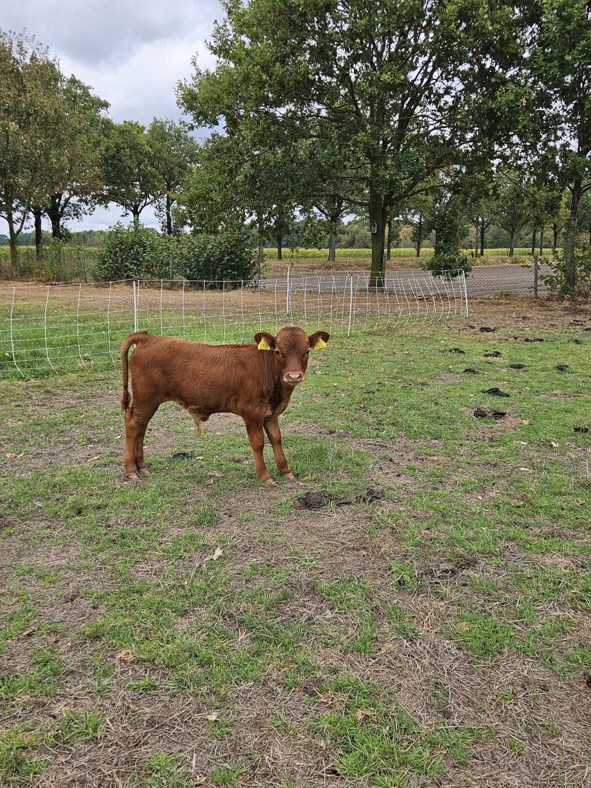 Dexter stierkalf/ Dexter koe, Dieren en Toebehoren, Mannelijk