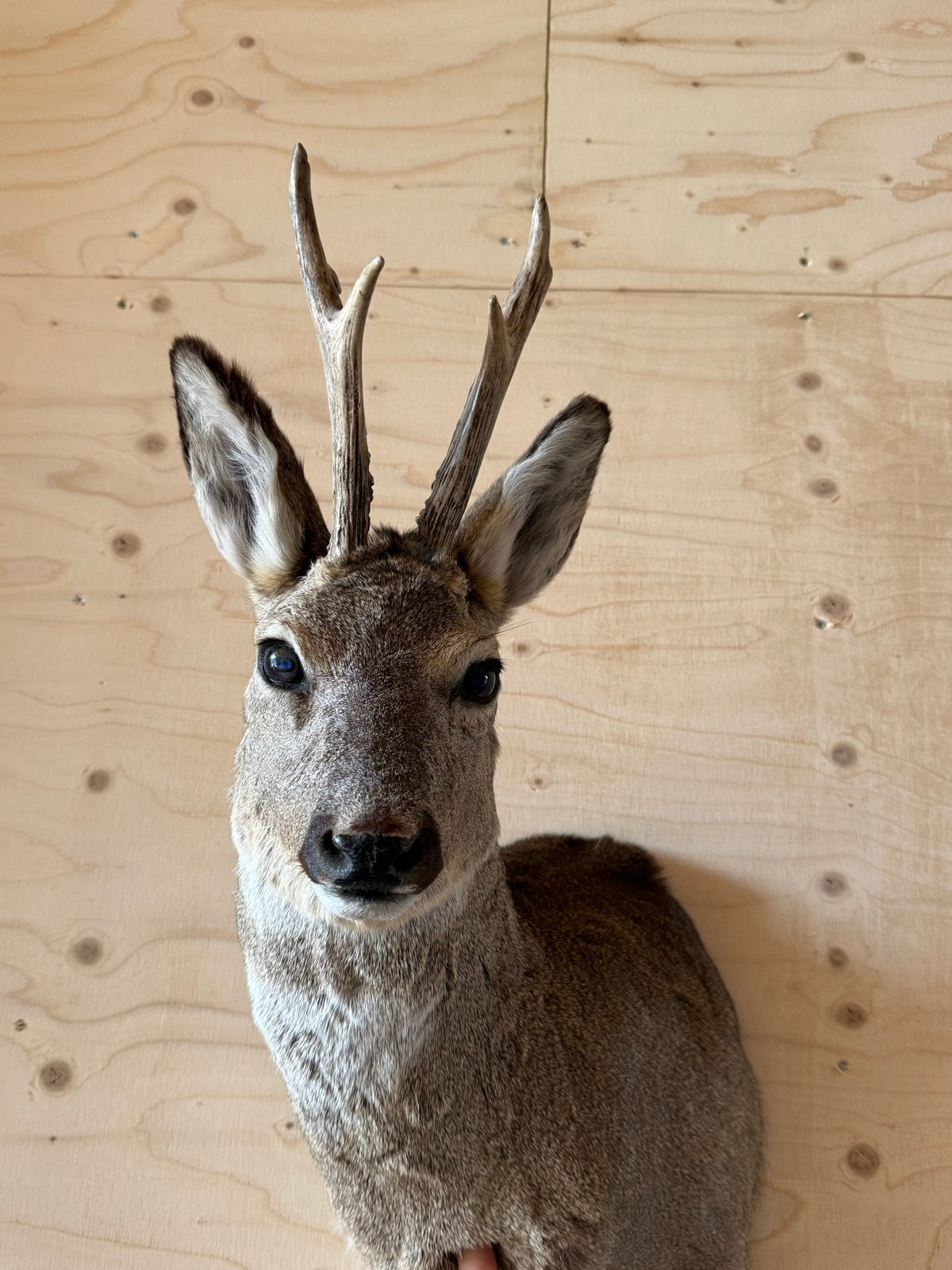 Prachtige Ree opzetstuk - Taxidermie, Ophalen of Verzenden, Zo goed als nieuw
