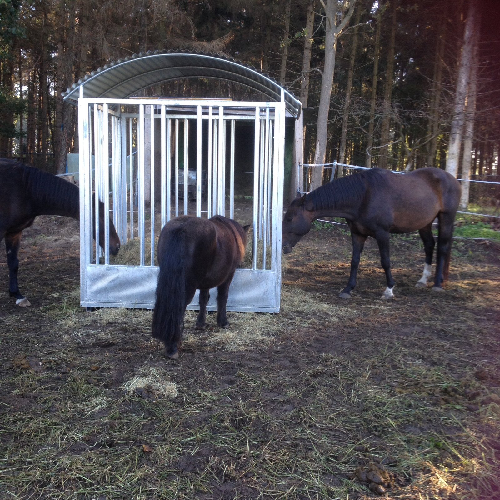 Weidegang, Dieren en Toebehoren, Weidegang