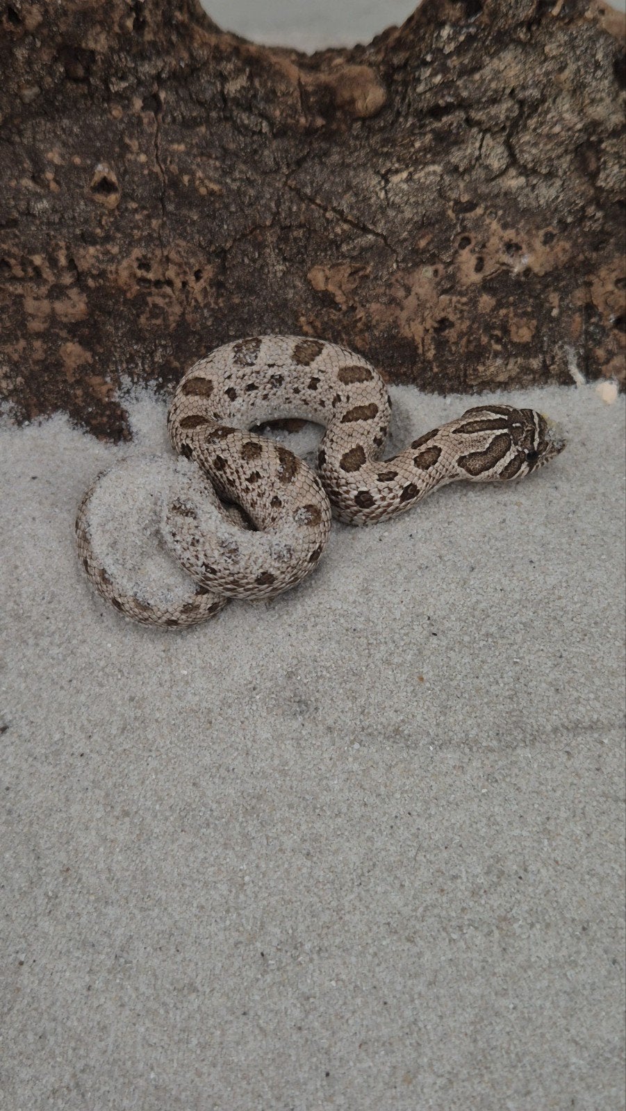 Haakneusslang het maitai Hognose Snake photo 5