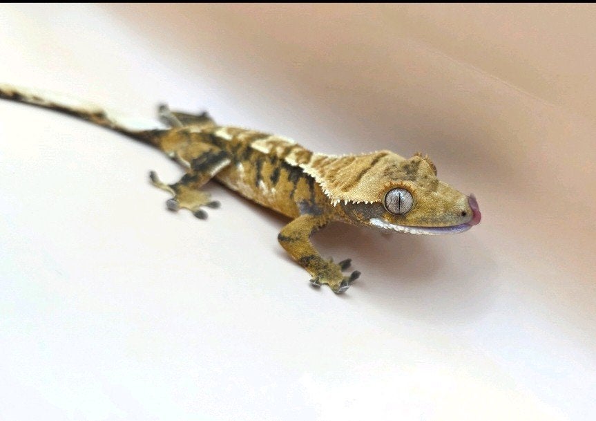 Wimpergekko nk25 Crested Gecko photo 3