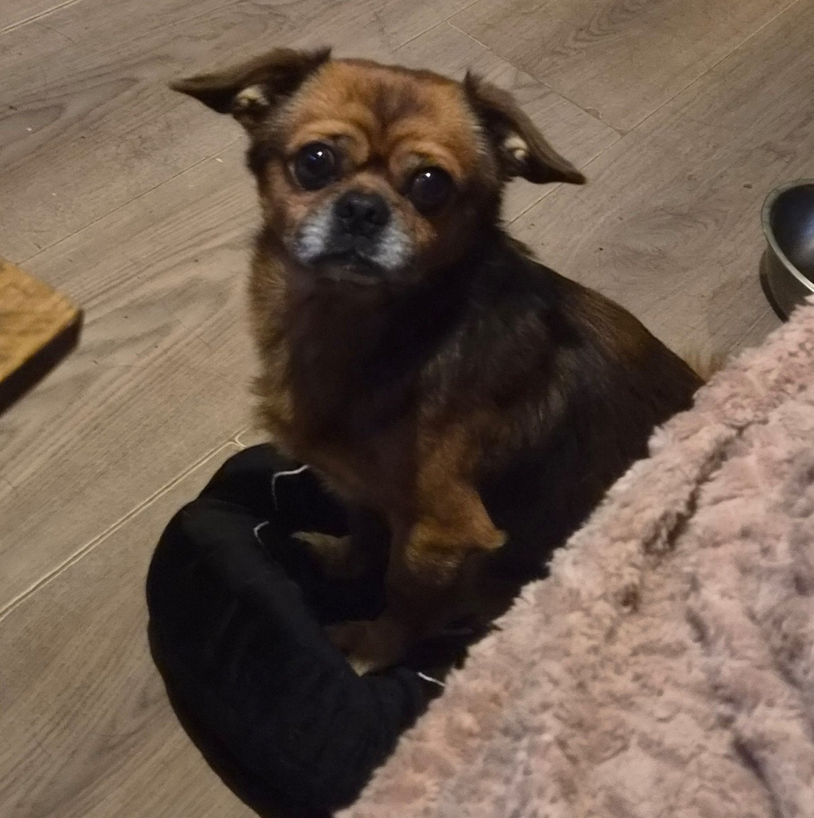 Jumbo Ter Adoptie, Dieren en Toebehoren, 6 jaar of ouder, Reu, Eén hond, Klein